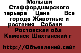 Малыши Стаффордширского терьера  › Цена ­ 1 - Все города Животные и растения » Собаки   . Ростовская обл.,Каменск-Шахтинский г.